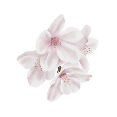 Fototapeta premium 水彩風 落ち着いた色合いのリアルな桜の枝 線画なし