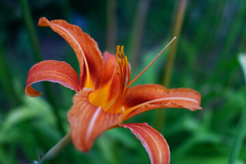 Daylily flower with blurred background