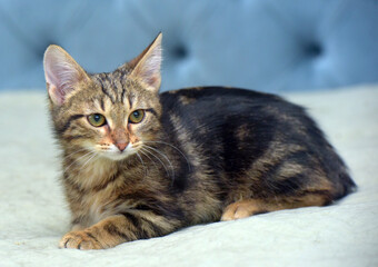 brown tabby cute fluffy kitten
