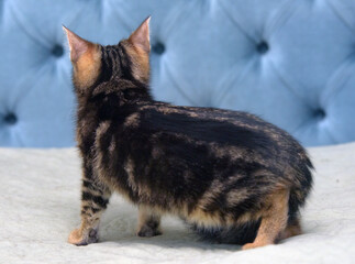 Fototapeta premium brown tabby cute fluffy kitten