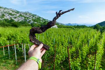 Vineyards in Montenegro