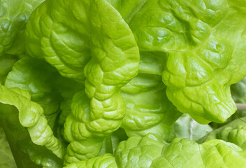 Close up of lettuce in the vegetable garden.
