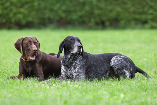 german shorthaired pointer resting in the green grass