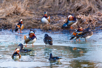 Red Book mandarin ducks swim in a winter pond. Diverse beautiful ducks.