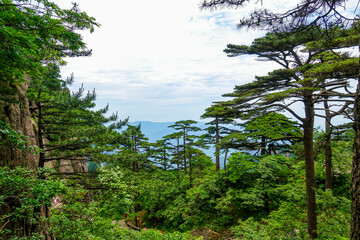 Obraz premium Landscape of Mount Huangshan (Yellow Mountains) in China with tall trees. UNESCO World Heritage Site