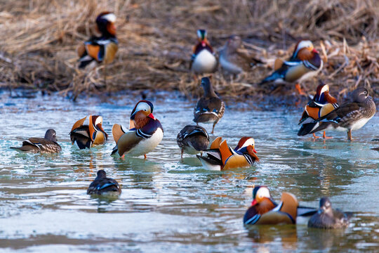 Red Book mandarin ducks swim in a winter pond. Diverse beautiful ducks.