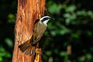 brown and yellow bird