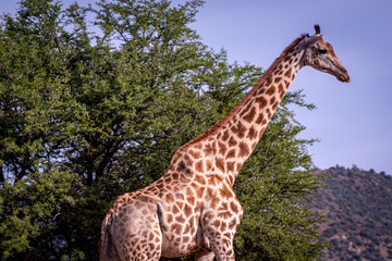Giraffe's in South Africa