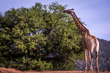 Giraffe's in South Africa