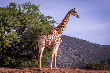 Giraffe's in South Africa
