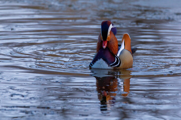 Red Book mandarin ducks swim in a winter pond. Diverse beautiful ducks.