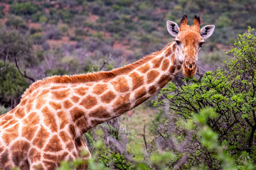 Giraffe's in South Africa