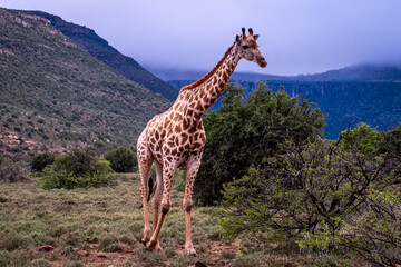 Giraffe's in South Africa