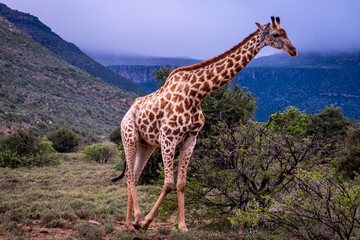 Giraffe's in South Africa