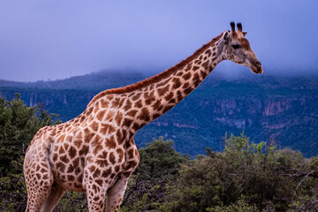 Giraffe's in South Africa