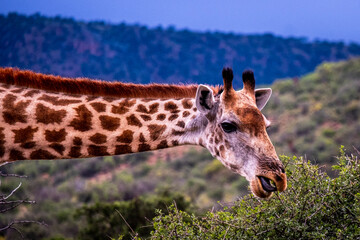 Giraffe's in South Africa