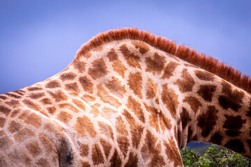 Giraffe's in South Africa