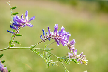 purple wildflower on a green meadow