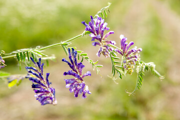 Beautiful purple wildflowers in meadow nature.