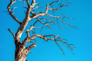 dry tree on a background of blue sky