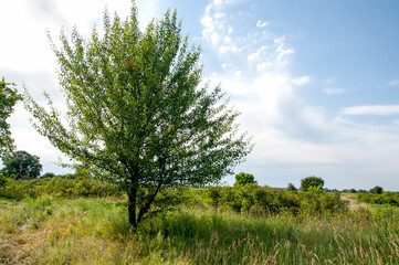 Obraz premium tree sprawling with branches on the background meadow