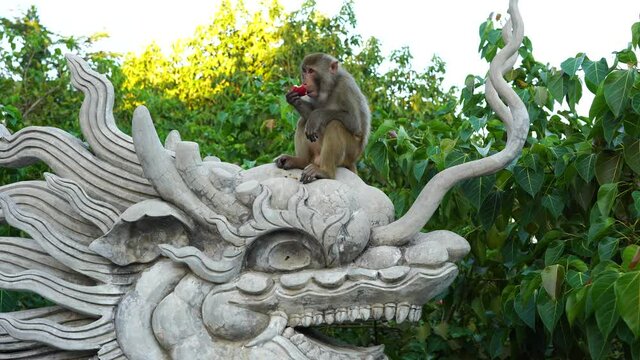 Portrait of a wild monkey sitting on a stone sculpture of a dragon at buddhist temple in Danang, Vietnam. Close up