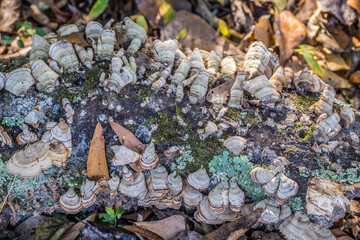 Bracket fungi growing on a log