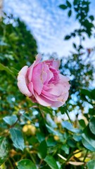 pink rose