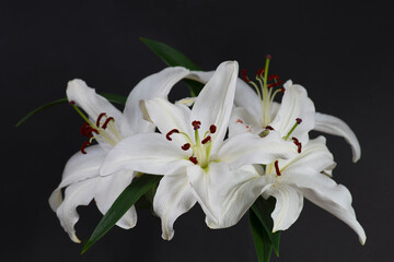 white lilies on a black background with blur