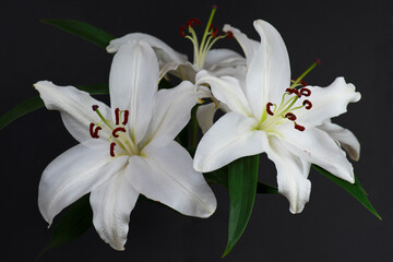 white lilies on a black background with blur