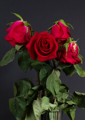 red roses in a vase on a black background