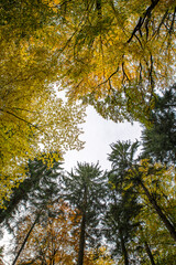 Blick nach oben zu den bunten Baumwipfeln im Herbst