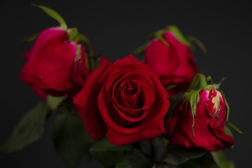 red roses on a black background with blur