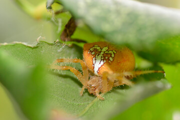 spider araneus pallidus camouflaged on a fig leaf.