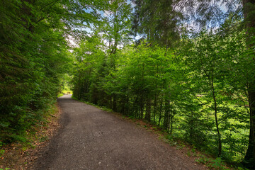 Fototapeta na wymiar path through lush spruce forest. pine trees along the way in summer landscape. beautiful nature scenery. countryside tourism concept