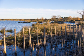 Fototapeta premium Paysage marécageux de la Petite Camargue autour de la Tour Carbonnière près d’Aigues-Mortes (Occitanie, France)