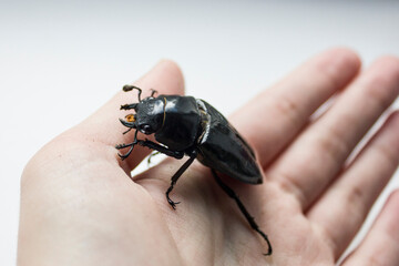 hornless female stag beetle. Lucanus cervus, the European stag beetle, is one of the best-known...