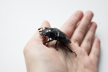 hornless female stag beetle. Lucanus cervus, the European stag beetle, is one of the best-known species of stag beetle family Lucanidae in Western Europe. Red List.