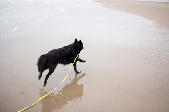 Black shepperd dog on the beach