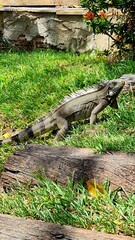 iguana 03