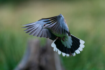 The European turtle dove (Streptopelia turtur)