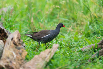 The common moorhen (Gallinula chloropus)