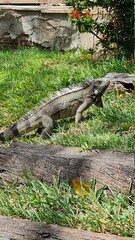 iguana01