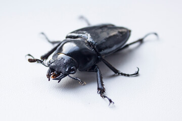 hornless female stag beetle. Lucanus cervus, the European stag beetle, is one of the best-known...