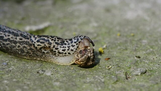 The slug eats the dried cherry fruit. The structure of the radula or grater is clearly visible. Limax maximus, leopard slug, great grey slug, keeled slug. 4K UHD video footage 3840X2160.