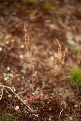 Bokeh shot of red plants in nature