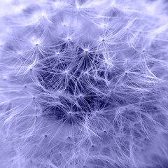 Macro shot of dandelion seeds, toned in trendy Color Of The Year 2022 - Very Peri. Beautiful natural pattern