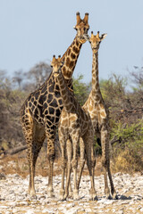 Eine Giraffenfamilie frontal im Etosha Nationalpark