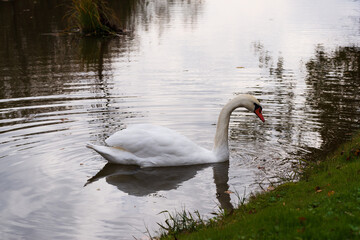 Lonely white swan in a beautiful small pond on the water