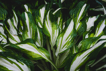 Green leaves with white stripes, tropical foliage. Natural plant texture